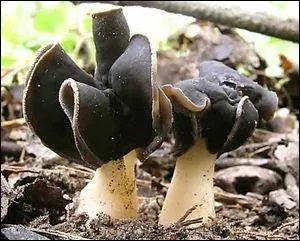 L'helvelle  pied blanc est-elle comestible ?