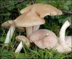 L'entolome de printemps ou mousseron des haies est-il comestible ?