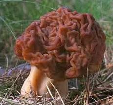 Quiz Champignons