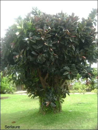 C'est le nom qu'on donne  une plante qui possde un tronc et qui fait moins de 8 m de haut. Quelle lettre faut-il y ajouter pour pouvoir crire le nom de la capitale de la Roumanie ?
