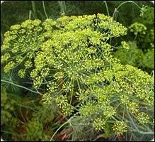 On l'appelle aussi fenouil btard ou faux anis. Quelle lettre faut-il ajouter  son nom au pluriel pour pouvoir composer le nom de la capitale de la Grce ?