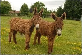 Ils sont dits  du Poitou . Quelle lettre faut-il ajouter  celles composant leur nom (pluriel) pour pouvoir crire le nom de la capitale de la Hongrie ?