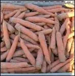 Semez cette très ancienne variété originaire de France de mars à juin. À croquer fraîches en été.