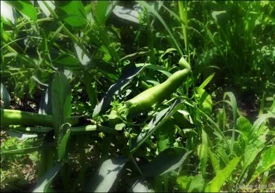 De quels lgumes, la dlicate fve ne supporte-t-elle pas la proximit trop odorante au jardin ?