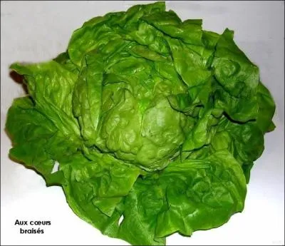 Elle est un lgume feuille devant tre arros rgulirement pour que la terre reste frache. Trs tendre et trs apprcie, vous en cuisinerez les curs, braiss.