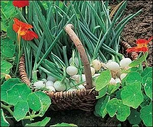 O allez-vous faire votre semis d'oignons, lgume bulbe ?