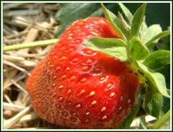 Est-il exact que le parfum des fraises tant exquis, tellement exquis, son nom vient de l'tymologie latine :  fragum  ?