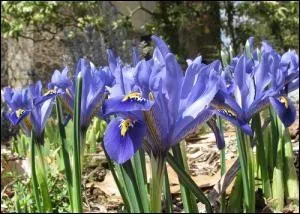 On sait bien que le printemps se plante en automne. Des fleurs pour terminer le quiz. Qu'allez-vous semer pour obtenir de vives bordures ?