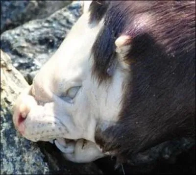 En anglais, comment appelle-t-on une personne inconnue et non-identifie ?