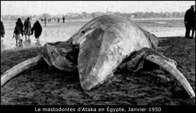 Colossale crature dcouverte sur une plage d'Ataka, en Egypte, et donc dans le golfe de ...