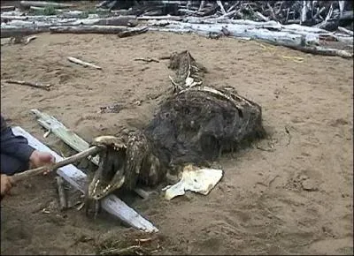 Si je vous dis que cette crature a t trouve  Sakhaline, que me rpondez-vous ?