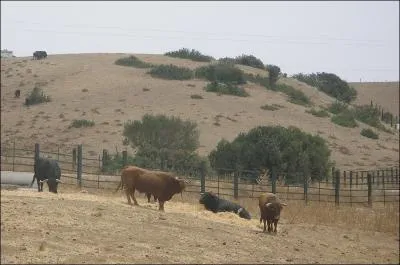 De noirs (...) font mugir la montagne Garde les yeux (...)