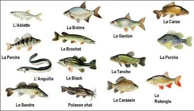 Quelle oeuvre de Franz Schubert est aussi en vente chez le poissonnier ?