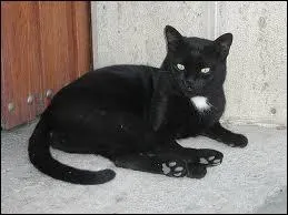 Briviste et fire de l'tre, elle cite Antoine de Saint-Exupry. Elle adore les quizzes de langue franaise. Qui aurait pu adopter cet avatar-ci ?