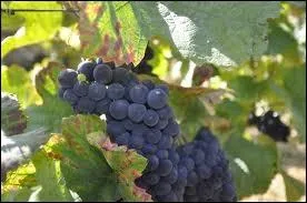 Connaissez-vous les couleurs des cpages, noir, blanc, gris... Laquelle de ces affirmations est fausse ?