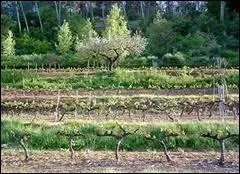 Qu'appelle-t-on  chailles  dans le nord de la Valle du Rhne et  restantes  dans le sud de la France ?