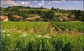 Insistons encore un peu ! Qu'appelle-t-on  r-vole  en Beaujolais,  gerbaude   Bordeaux ou  paule  en Bourgogne ?