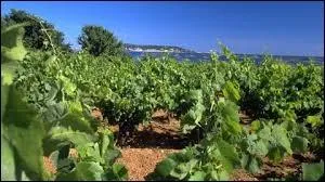 Parmi ces vins de pays aux noms charmants, lesquels existent rellement ?