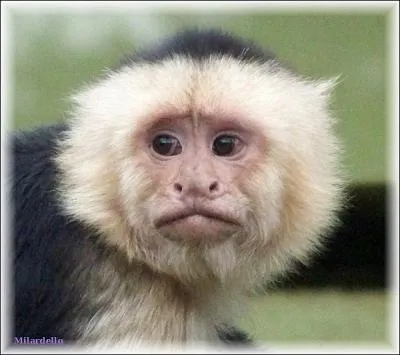 Ce terme clectique indique soit une plante ornementale, une religieuse ou aussi une lucarne de toit mais quel est-il ?