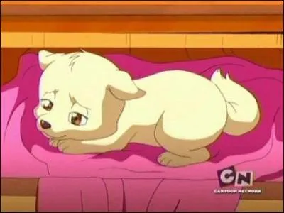 Qui a trouv ce petit chien?