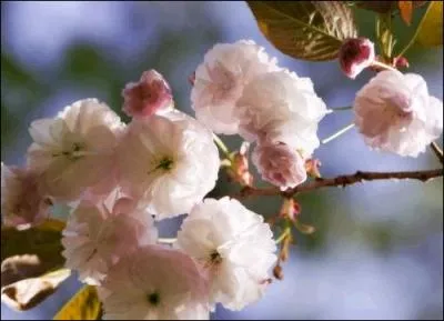 Cette fleur donne des fruits rouges, il parat qu'ils calment les nerfs voici...