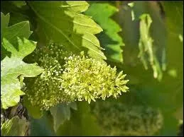 Les fruits qui aprs ces fleurs apparatront aident  la circulation du sang, ce sont...