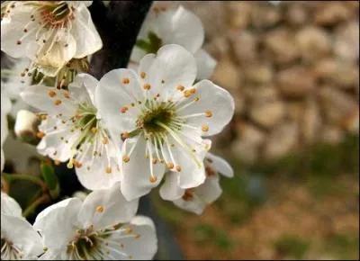 Ces fleurs donnent des fruits de couleur orange trs riches en potassium :