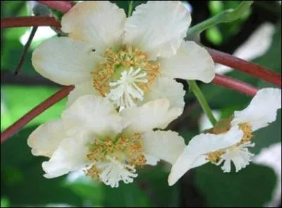Les fruits qui succderont  ces fleurs augmentent votre masse osseuse, ce sont...