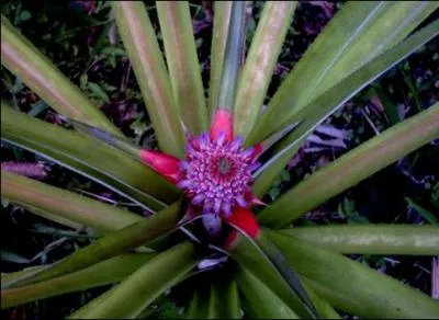 Ceux qui vont apparatre aprs cette fleur brlent les graisses parat-il, il s'agit... .