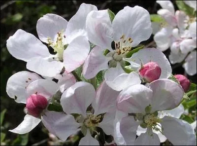 Les fruits qui viendront aprs ces belles fleurs fabriquent des dfenses naturelles, mangez donc ...