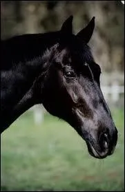 Quel ge avait Jappeloup  cette poque ?