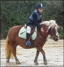 Le shetland est principalement utilis pour ...