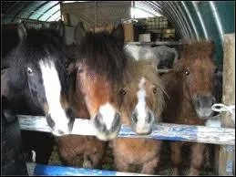 Quelles sont les robes du shetland ?