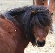 Quel est son principal caractre ?