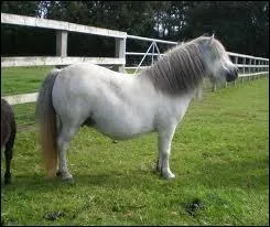 Le shetland est un...