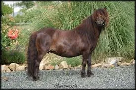 Quel est son poids ?