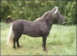 Celui-ci est-il un shetland ?