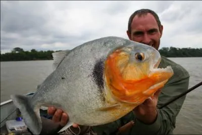 Un petit aperu des poissons amazoniens, celui-ci est loin d'tre le plus gros, mais sa rputation a dpass les frontires de son habitat !