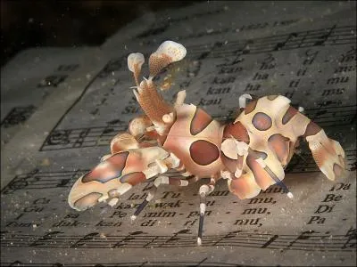 Il est facile de comprendre, en voyant sa beauté, pourquoi cette petite crevette est appelée "Crevette Harlequin", et la nourriture qu'elle consomme est, comment dire, presque ... sidérale !