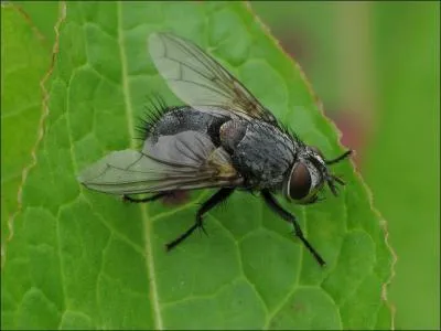 En France, depuis 2004, l'un de ces trois animaux a obtenu le statut de mdicament !