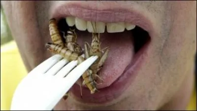 Combien d'insectes mange un franais dans l'anne sans le savoir ?