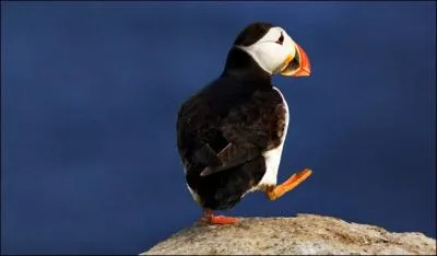 Reconnaissez-vous cet oiseau marin ?