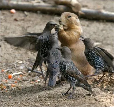 Ce chien de prairie amricain a bien des ennuis, ces oiseaux veulent lui voler sa nourriture !