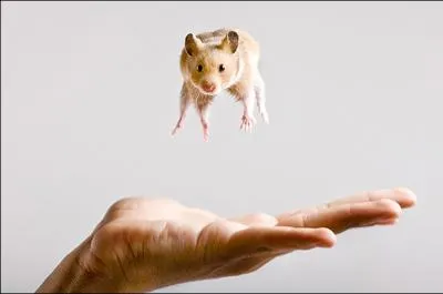 Qui est ce petit mammifre, qui joue  l'acrobate ?