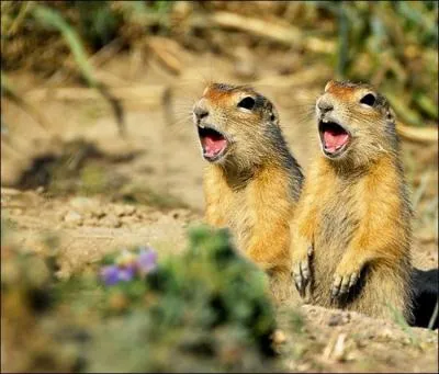 O pouvez-vous trouver des chiens de prairie ?