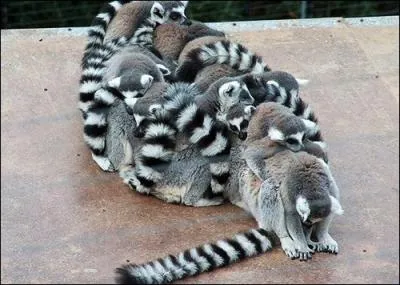 O pouvez-vous admirer un lmurien ?