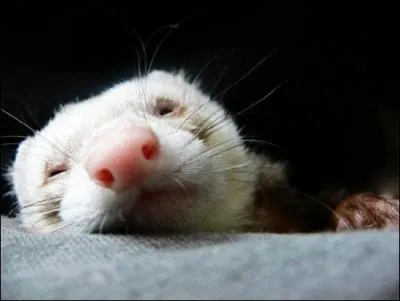 Il est un animal de compagnie, devenu trs apprci, qui est-il ?