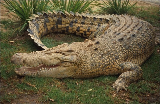 Quel est le cri du crocodile ?