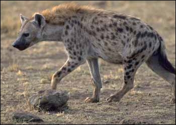 Quel est le cri de la hyène ?