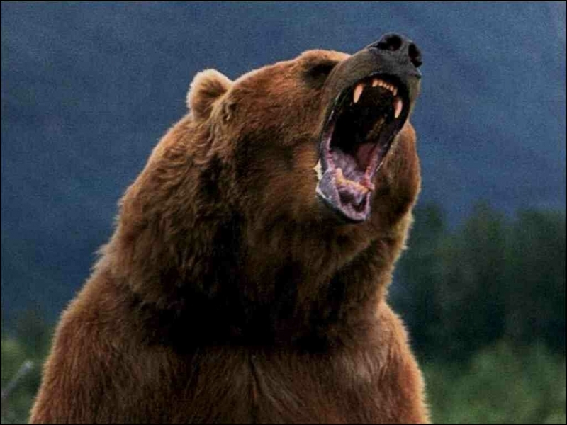 Quel est le cri de l'ours ?